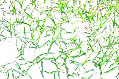 Grass abstract