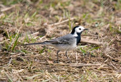 Wagtail on a grass