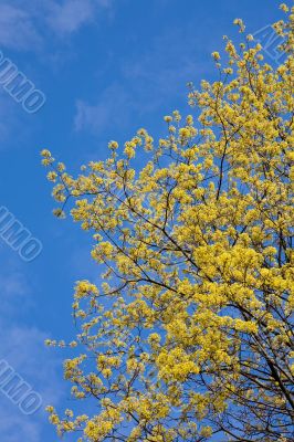 Spring maple