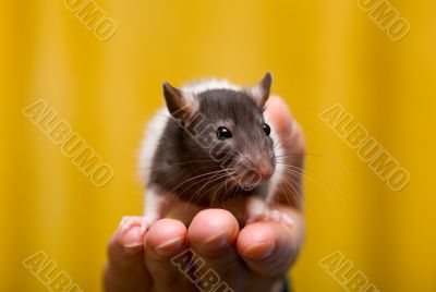 Young rat