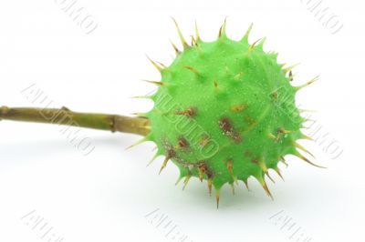 green chestnut on white