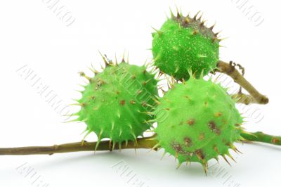 green chestnuts on white