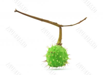 green chestnut on white