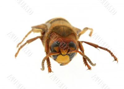 hornet - extreme macro