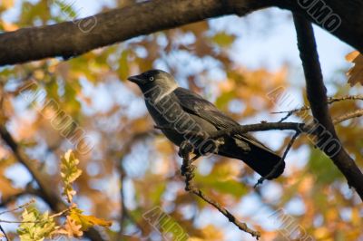 Jackdaw on a background of autumn