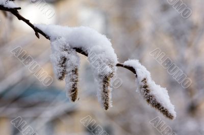 Blossoming branch after a snowfall