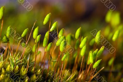 Polytrichum commune