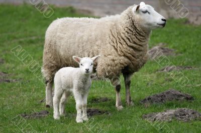Curious little lamb