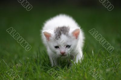 Little explorer