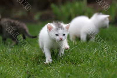 Little adventurers