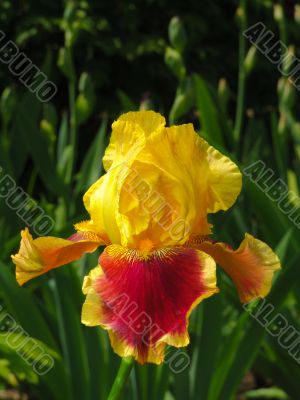 Iris №2