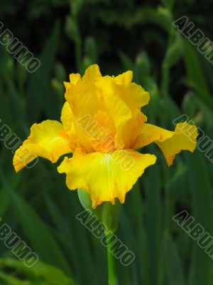 Iris №3