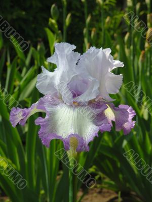 Iris №5