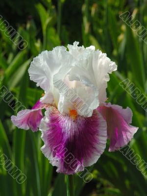 Iris №6