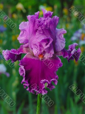 Iris №9