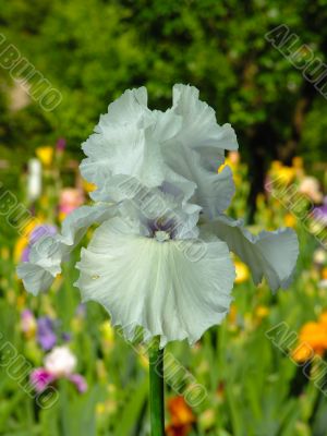 Iris №10