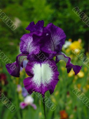 Iris №11
