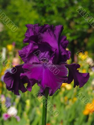 Iris №13