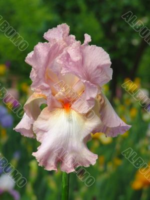 Iris №14