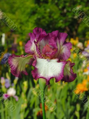 Iris №15