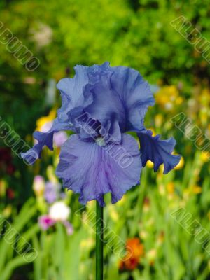 Iris №16