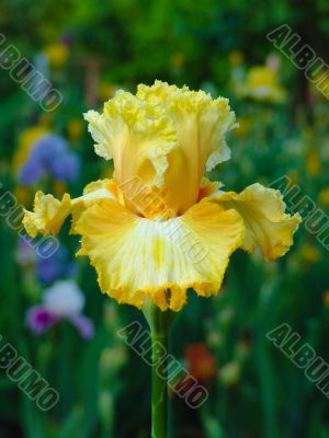 Iris №17