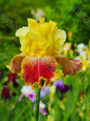 Iris №18