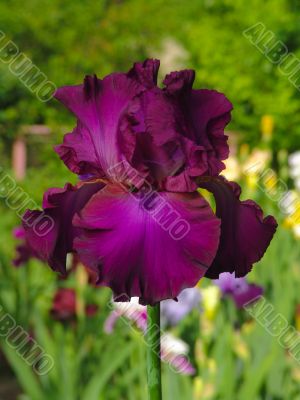 Iris №19