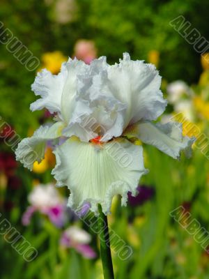 Iris №20