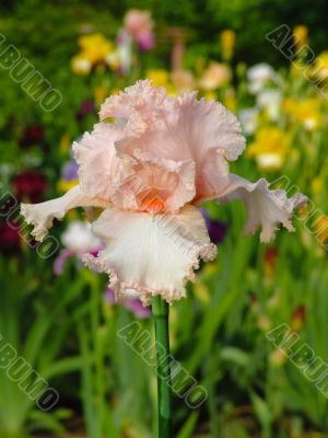 Iris 21