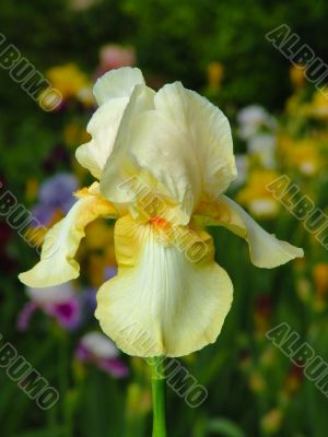Iris №22