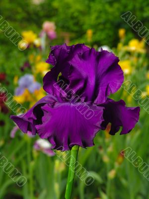 Iris №23