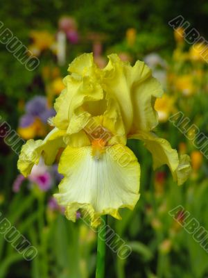 Iris №24