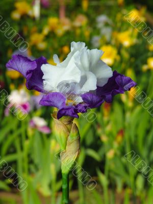 Iris №26