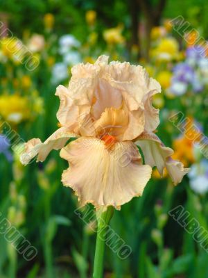 Iris №30