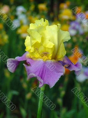 Iris №33