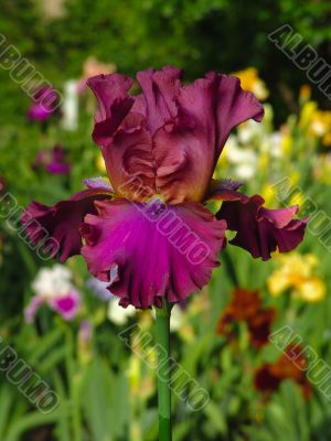 Iris №34