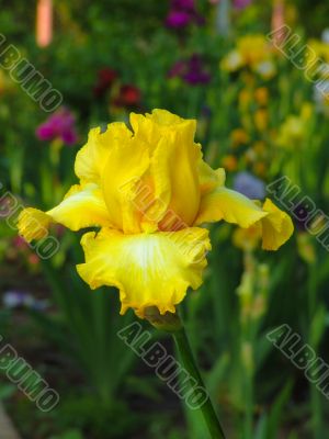 Iris №39