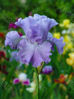 Iris №48