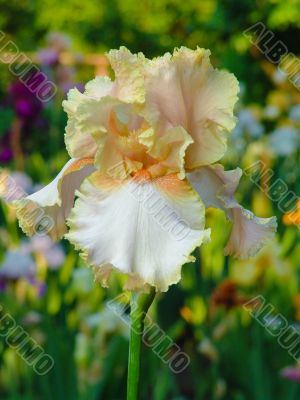 Iris №49