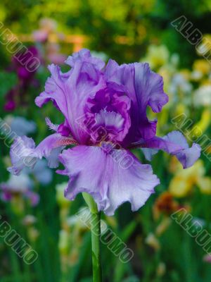 Iris №50