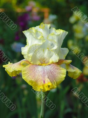 Iris №51