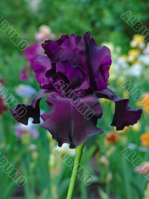 Iris №53