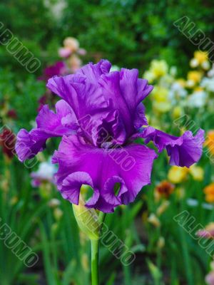 Iris №54