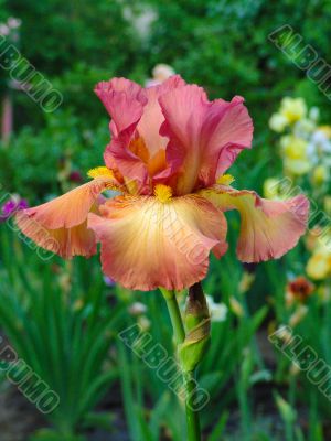 Iris №56