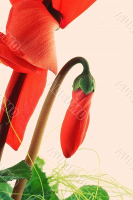 abstract red flower