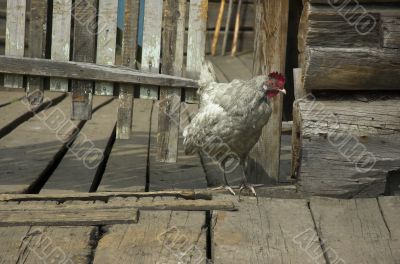 The white cock on a background of a wooden fence
