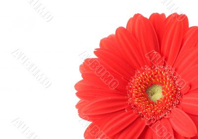 gerbera corner