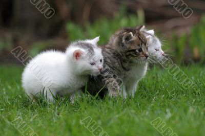 Three little kittens in a row