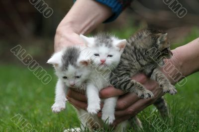 Hand full of cats